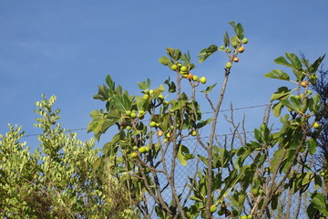 Top of a White Fig Tree