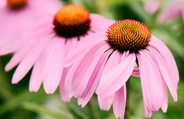 Obraz premium Echinacea flowers macro