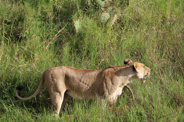 Obraz na płótnie Canvas africa safari lion hunting prey