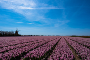 Pink flower field in rows with a windmill in the background. Flower agriculture business, Floriculture. Spring in the Netherlands.