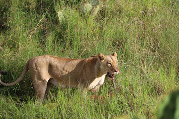 Fototapeta na wymiar africa safari lion hunting prey