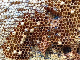 Fresh honey in comb. Healthy food concept, diet