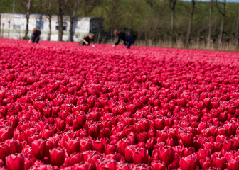 Bright red tulips field in holland. Women picking tulips. 