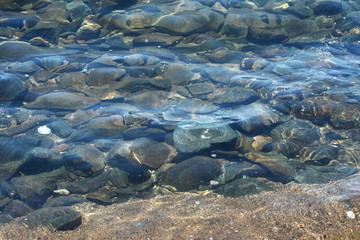 Abstract image of top view of shiny wave of clear sea water over sand beach, for beautiful background decoration of summer time. 
