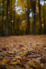 autumn leaves in the park