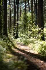 Fototapeta premium Path in the woods on sunny day