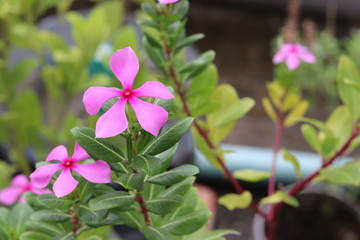 Madagascar periwinkle Shallow Depth of Field