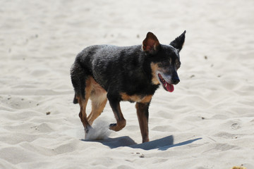 old little black dog on the beach © Paulina