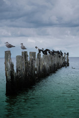 old pier in the sea from withered old wooden stakes and birds
