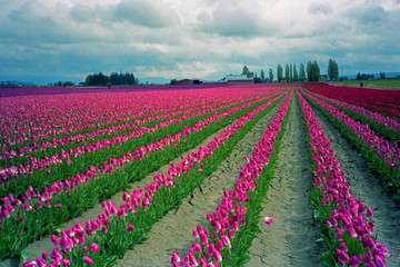 Skagit, Washington Tulip Festival