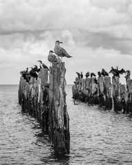 old pier in the sea from withered old wooden stakes with birds
