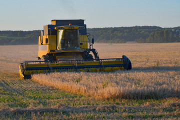 Fototapeta premium combine harvester working on a wheat field