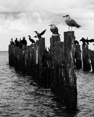 old pier in the sea from withered old wooden stakes with birds