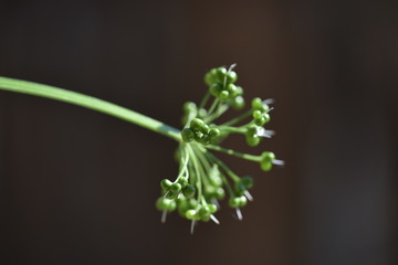 Wld garlic seeds or fruits - Bärlauchfrüchte oder Samen 
