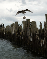 old pier in the sea from withered old wooden stakes with birds