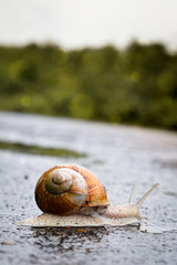 snail on a green leaf