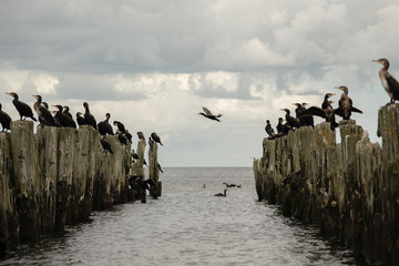 old pier in the sea from withered old wooden stakes with birds