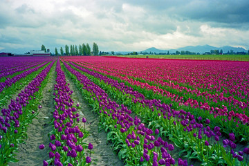 Skagit, Washington Tulip Festival