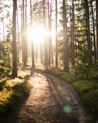 evening sun in the woods