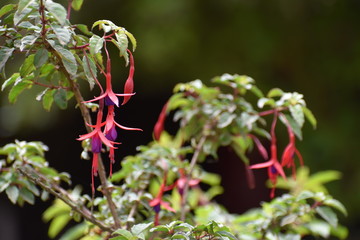 Flor de Chilco