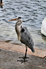 great blue heron