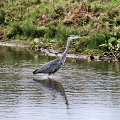 great blue heron