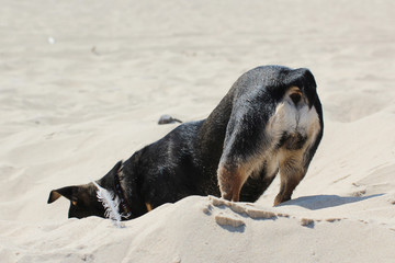 dog's bottom © Paulina