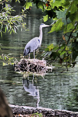 A Grey Heron in the water on a nest