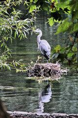 A Grey Heron in the water on a nest