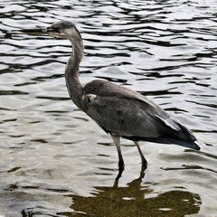great blue heron