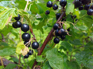 photo of black currant on a branch in summer