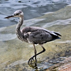 great blue heron