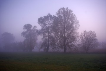 Fototapeta premium Foggy day waking up. Fog among the trees. Foggy morning in the meadow. Hope for a better day. Fog and trees. Fog in the forest.