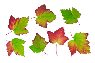 Colorful fall leaves of black currant isolated on a white background.