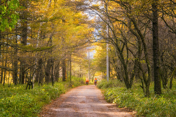 Road among the autumn forest in Japan