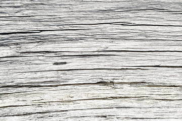 Fototapeta premium Driftwood beach goods on the Baltic Sea. Northern Germany. Backgrounds