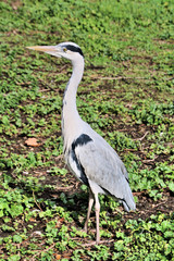 great blue heron