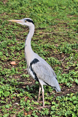 great blue heron
