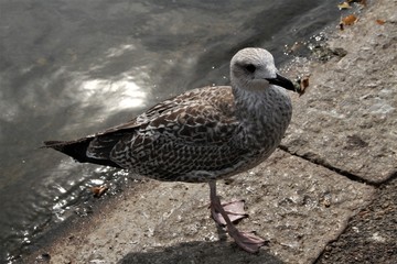 seagull on the rocks