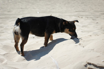Little black dog looking for food in the desert