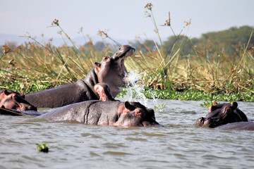 A view of some Hippos in the water