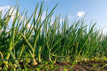 Obraz premium Young onion grows in the farmer field. Growing onion field in diffused light on the sunset