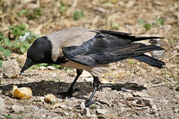 crow on the beach