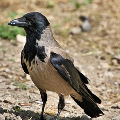 crow on the beach