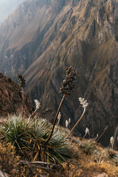 Amazing view of canyon in the andes mountain
