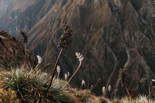 Amazing view of canyon in the andes mountain