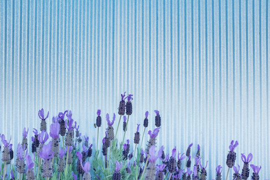 Lavender blues with one small bee