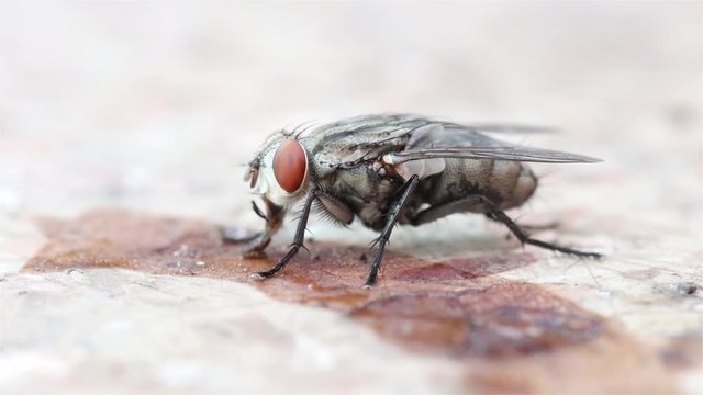 The housefly feeds on leftovers on the table, macro view. The fly sucks the garbage, close up.