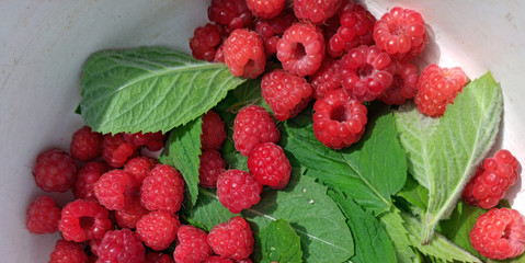 photo of raspberries and mint leaves. ingredients for mojito. Top view