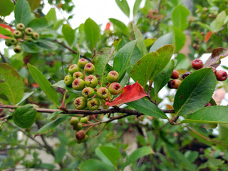 photo of chokeberry ripening on a branch on a cloudy day